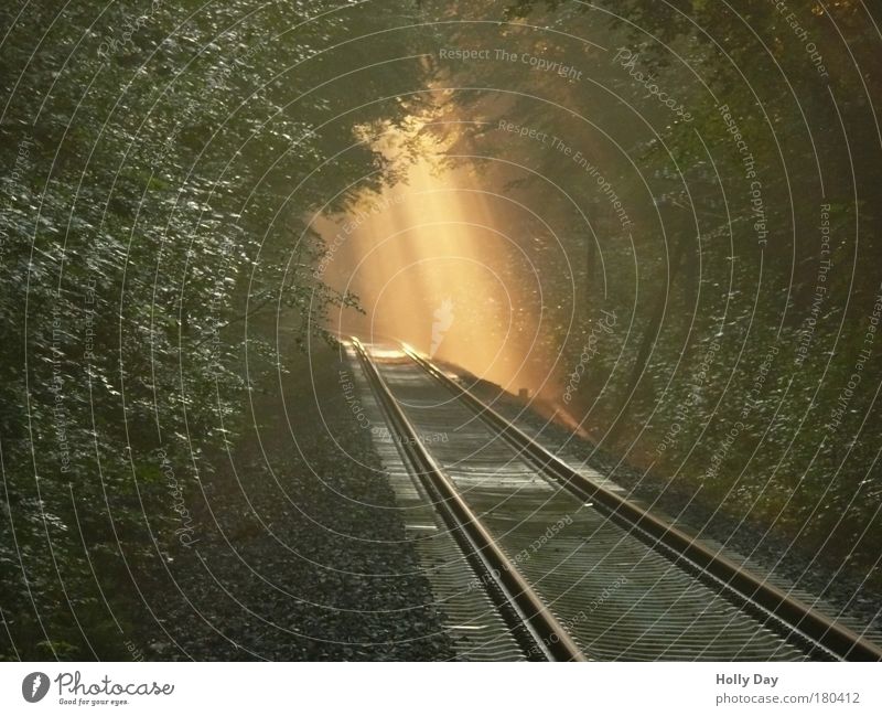 "Light breaks through into the darkness... Time machine Nature Plant Sunlight Summer Weather Fog Tree Forest Westerwald Deserted Traffic infrastructure