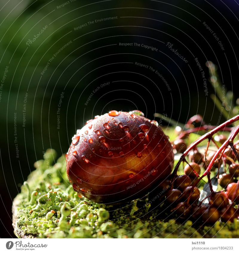 Autumn fruits with raindrops Plant Sunlight Beautiful weather Garden Forest Glittering pretty Cold Wet naturally Round Brown Green Red Black White Chestnut Dew