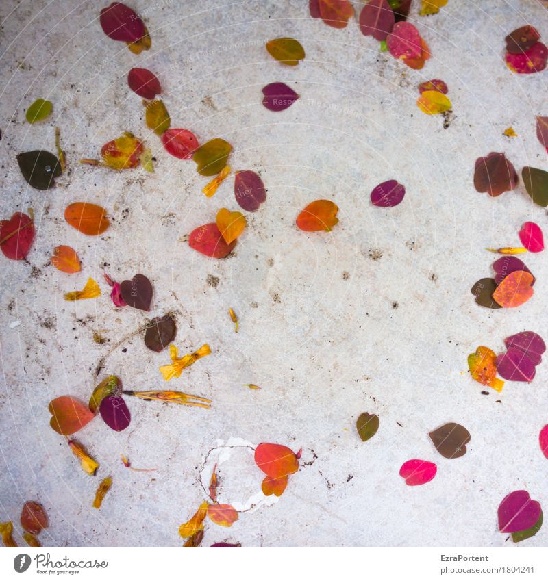 Floor arrangement (autumnal) Plant Leaf Dirty Broken Multicoloured Gray Red White Terrace Tile Autumn Autumnal Autumnal colours Lie Arranged Colour photo