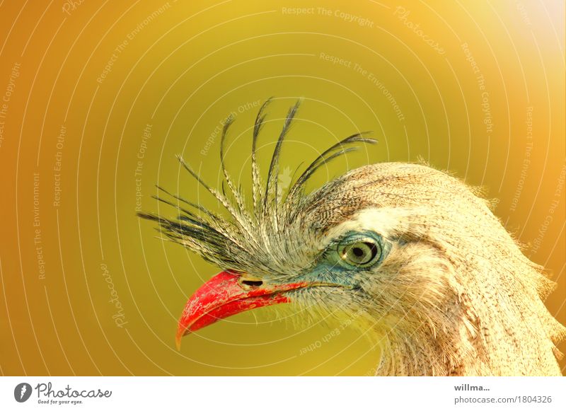 Graceful Seriema Animal Wild animal Bird Animal face crane birds Cariama cristata Red-legged Seriema Le cariama huppé Beak Eyes Feather pretty Multicoloured