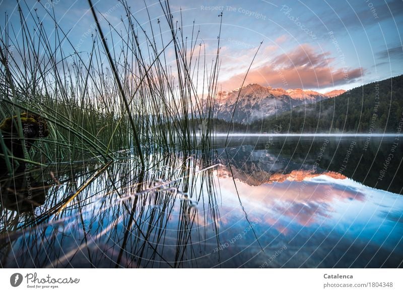 after Vacation & Travel Mountain Hiking Nature Landscape Plant Clouds Horizon Summer Juncus Surface of water Coniferous forest Aquatic plant Alps Lakeside Fresh