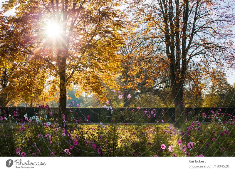 Simply autumn! Nature Landscape Plant Autumn Beautiful weather Tree Flower Blossom Park Brown Multicoloured Yellow Gold Orange Pink Happy