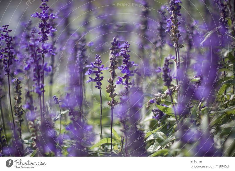 the beauty around Exterior shot Close-up Day Sunlight Shallow depth of field Plant Beautiful weather Flower Leaf Blossom Park Meadow Blossoming Dream Faded