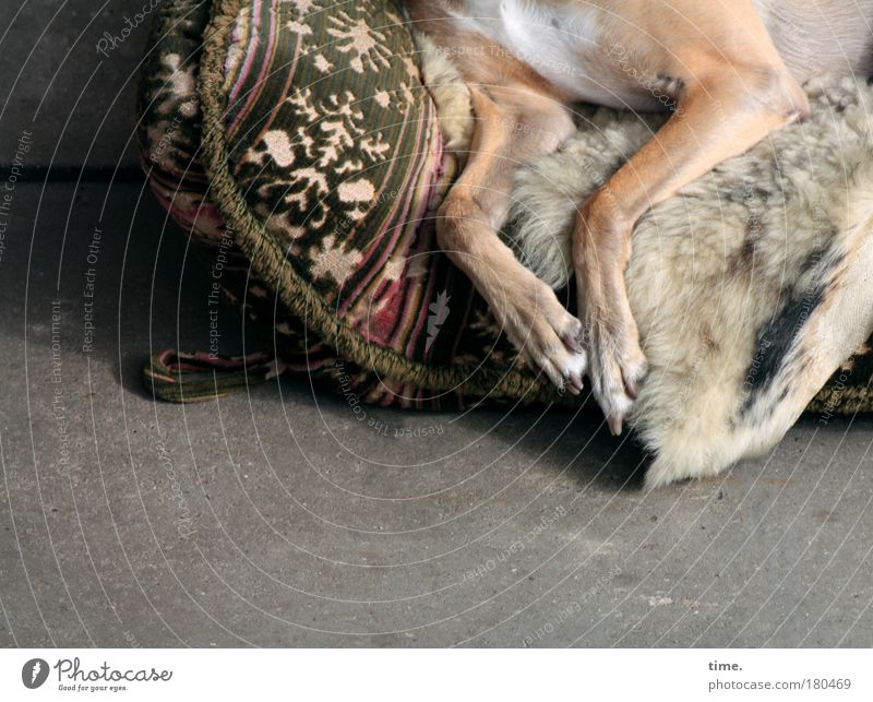 Dreaming of the eternal hunting grounds Dog Blanket Sofa Exterior shot sleepy Fatigue Cushion Sheepskin Garden Terrace Legs Pelt Paw Old Lie Subdued colour