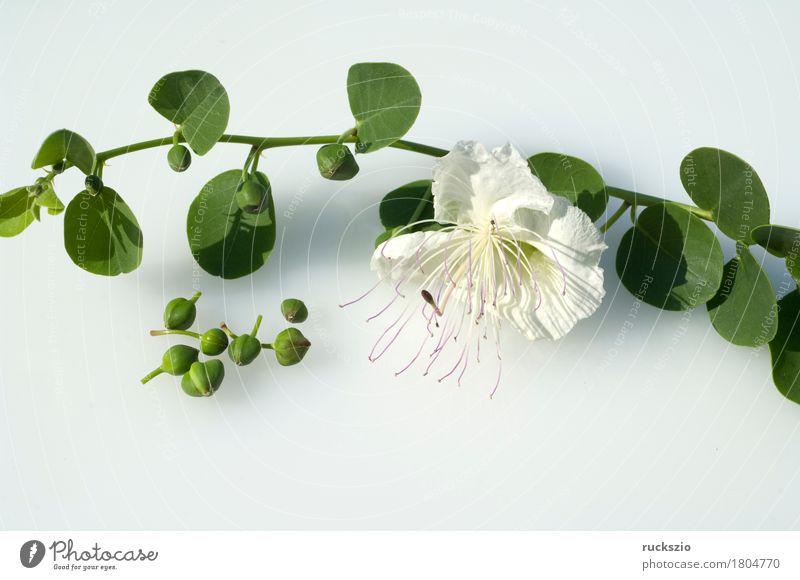 Caper; Capparis; spinosa Herbs and spices Bushes Blossom White caper blossoms caper shrub capparis Bud caper plant Medicinal plant Frisians kitchen spice