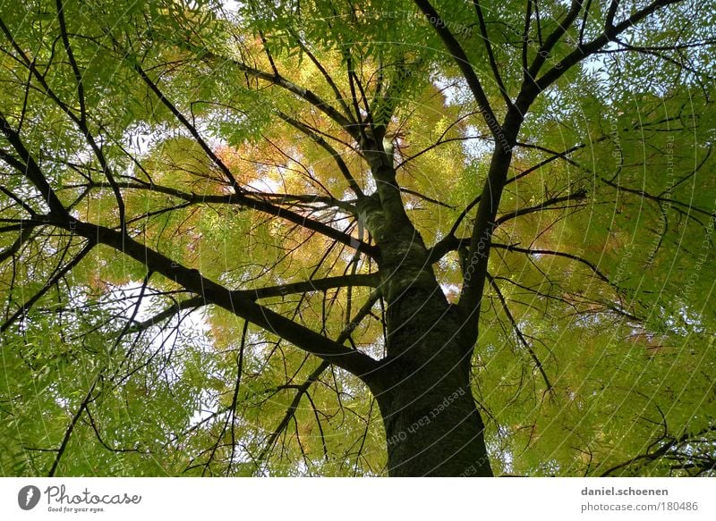 green-yellow autumn from below Worm's-eye view Environment Nature Autumn Tree Park Forest Yellow Green Colour Transience Growth