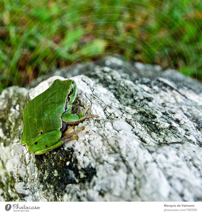 grasshopper Colour photo Exterior shot Close-up Deserted Copy Space right Copy Space top Copy Space bottom Day Blur Shallow depth of field Animal portrait