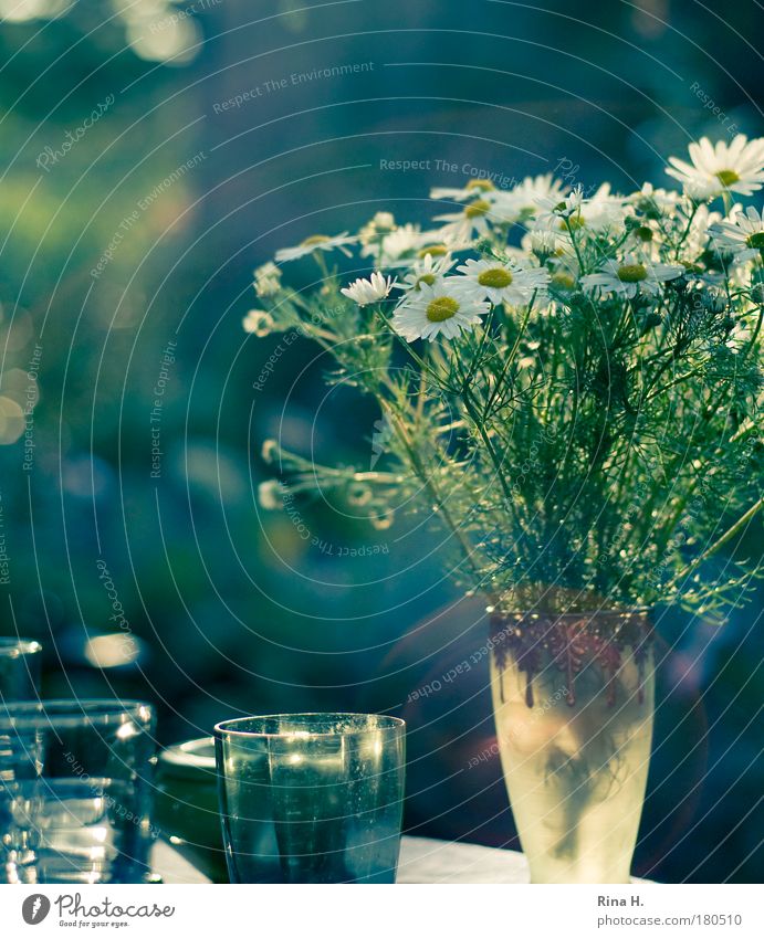 A beautiful day Beverage Happy Glass To enjoy Esthetic Blue Green Moody Joy Contentment Joie de vivre (Vitality) Ease Calm Chamomile Vase White Medicinal plant