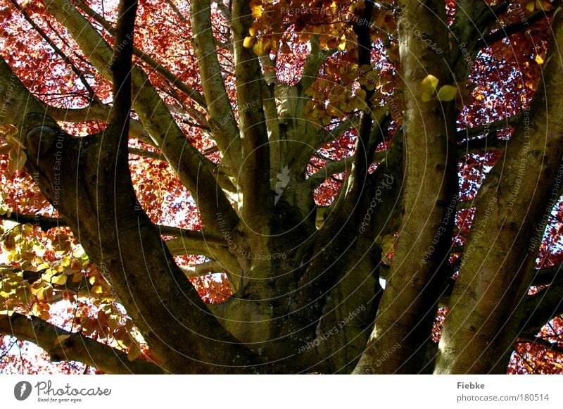 beginning of autumn Colour photo Exterior shot Deserted Day Light Shadow Environment Nature Sky Autumn Tree Leaf Park Old Autumnal Leaf canopy Trap Dyeing Brown