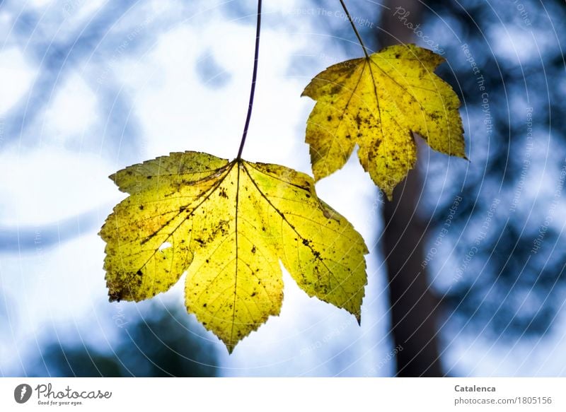 On a thin stem, yellow maple leaves against a dark wintry sky Nature Plant Air Tree Leaf Maple leaf Maple tree Forest Hang To dry up Esthetic Blue Yellow Black