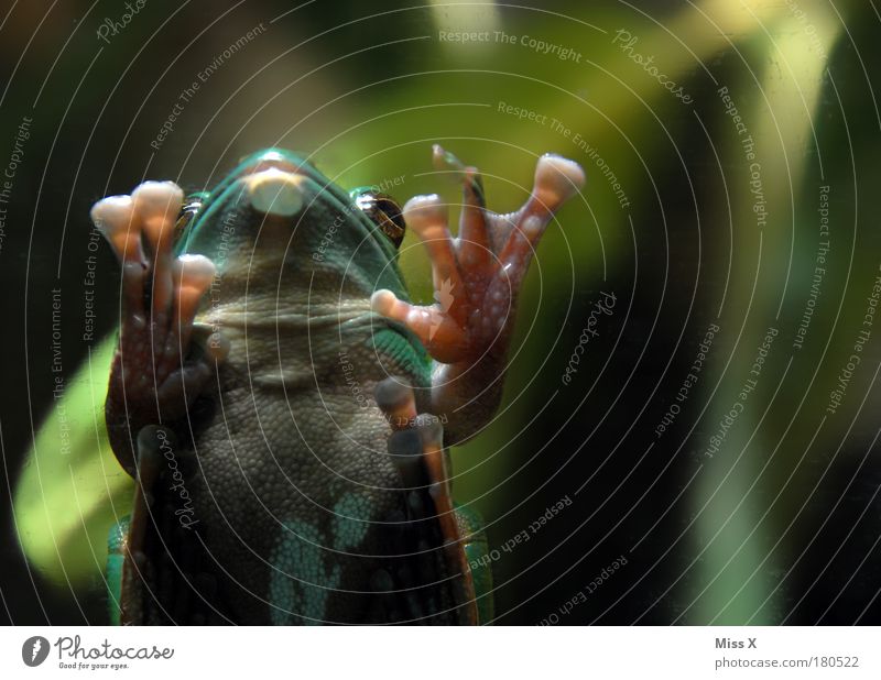 for Froggy ;-) Close-up Detail Deserted Copy Space right Copy Space top Artificial light Shallow depth of field Animal portrait Looking Weather Plant