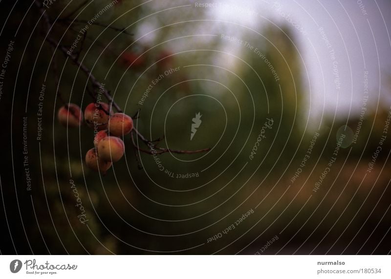 dark fruit Subdued colour Abstract Twilight Shallow depth of field Food organic product Peach Peach tree Organic produce Finger food Nature Climate Plant Tree