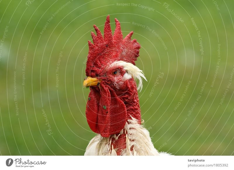 white rooster portrait Beautiful Garden Man Adults Nature Animal Bird Stand Natural Red White Pride Rooster Farm Domestic Chicken Feather Crest Agriculture