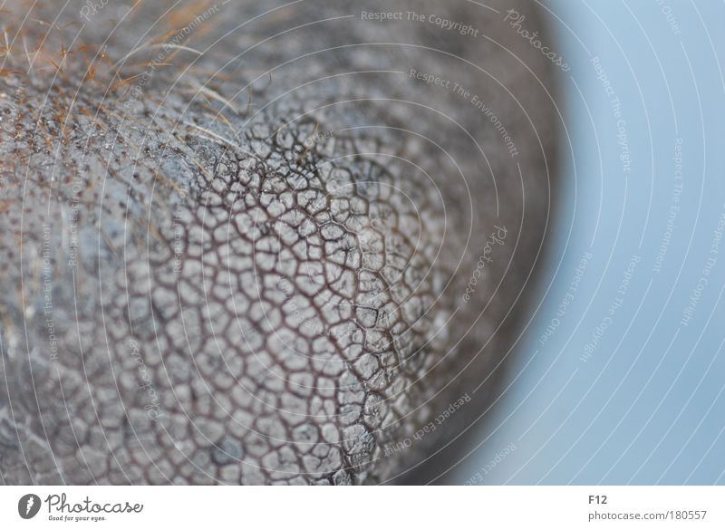 Moist snout Colour photo Exterior shot Close-up Detail Macro (Extreme close-up) Pattern Structures and shapes Blur Deep depth of field Animal portrait Pet Dog