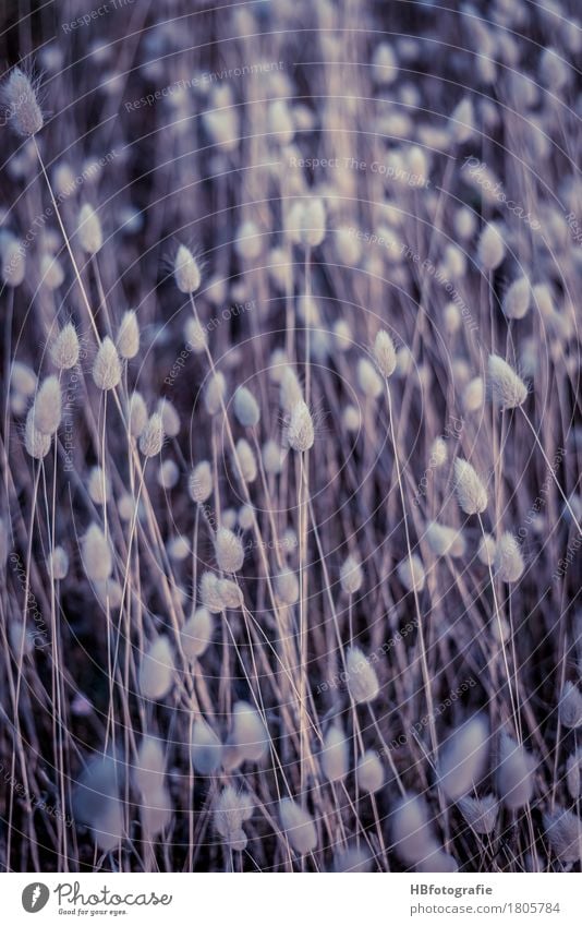 dune grass Environment Nature Landscape Plant Sunrise Sunset Summer Grass Blossom Wild plant Marram grass Dune Coast Lakeside Beach Bay Dream Emotions Moody