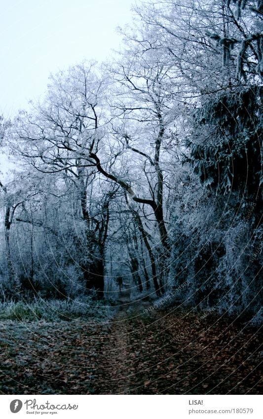 winter wonderland Colour photo Subdued colour Exterior shot Deserted Evening Twilight Contrast Silhouette Central perspective Environment Nature Landscape Plant