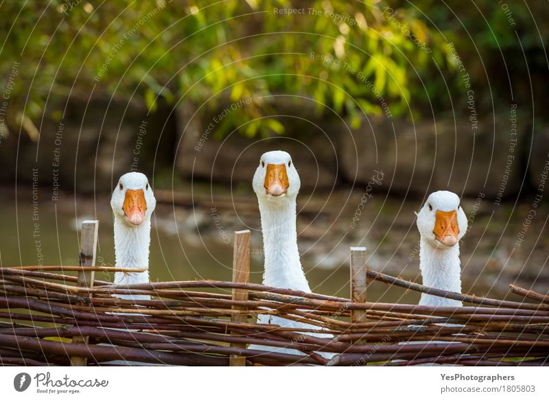 Three funny white geese Joy Face Agriculture Forestry Landscape Farm animal Bird Animal face 3 Group of animals Wood Observe Think Looking Playing Wait