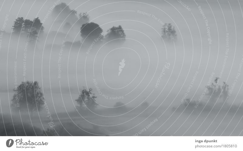 Thick air Environment Nature Landscape Plant Air Autumn Climate Weather Fog Tree Meadow Field Salzkammergut Austria Zell lake Natural Humidity Far-off places