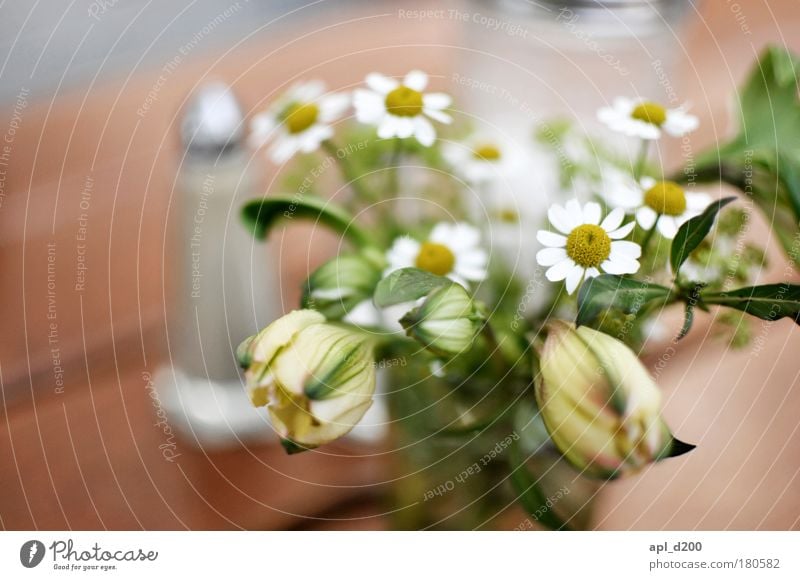 Anna flower Colour photo Subdued colour Exterior shot Close-up Morning Day Shallow depth of field Nutrition Environment Plant Spring Flower Blossom Relaxation