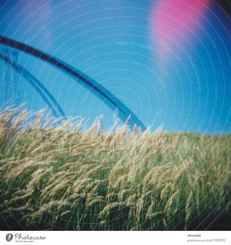 Tarantula II Colour photo Multicoloured Exterior shot Experimental Holga Day Light (Natural Phenomenon) Nature Landscape Plant Sky Grass Meadow Blue Slagheap