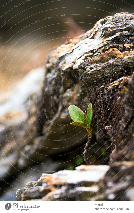 niche existence Nature Plant Bushes Leaf Foliage plant Wild plant blueberry bush blueberry leaf blueberry plant Stone Fresh Plantlet Leaf green Rock Growth