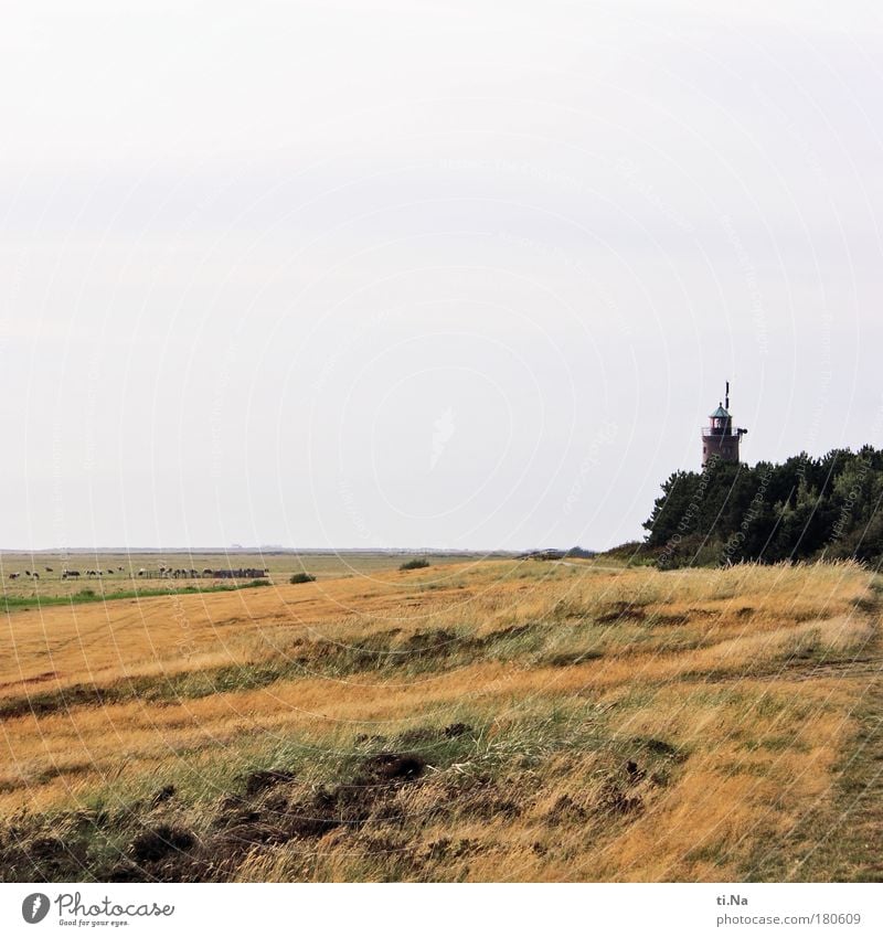 SPO|09 the big lamp from Böhl Colour photo Exterior shot Copy Space top Day Deep depth of field Wide angle Environment Nature Landscape Plant Animal Sky Horizon