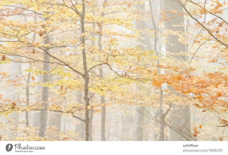 fade away Nature Autumn Fog Plant Tree Forest Brown Yellow Orange Autumnal Autumn leaves Autumnal colours Automn wood Autumnal weather Deciduous forest Branch