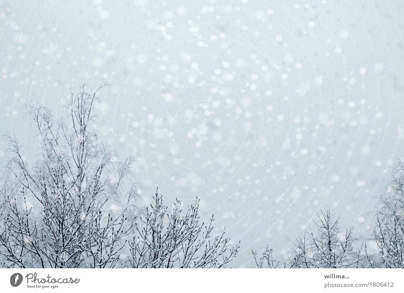 snow flurries Winter Snow Snowfall Tree Bright flake vertebrae Snowflake winter blow snow