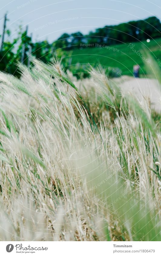 Great climate up in the Swabian vineyard. Environment Nature Plant Sky Climate Beautiful weather Vine Vineyard Barley ear Forest Wayside Growth Fresh Natural