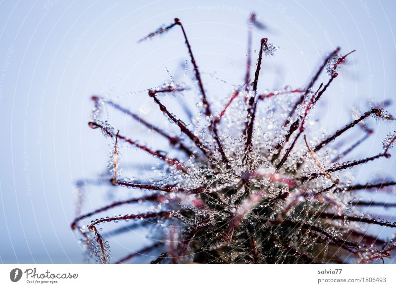 droplet Senses Calm Nature Plant Air Water Drops of water Sky Cloudless sky Autumn Fog Blossom Wild plant Seed Touch Hang Exotic Fresh Wet Natural Thorny