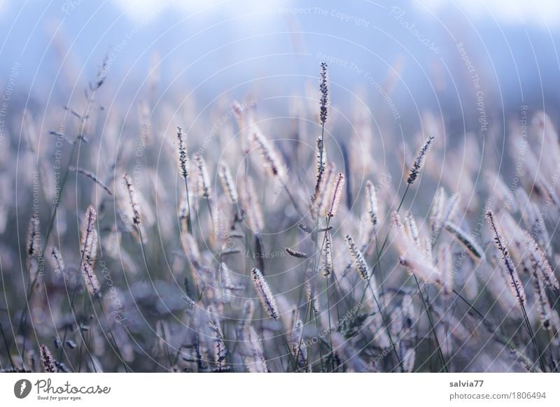 Millet field in the morning light Nature Landscape Animal Sun Summer Beautiful weather Plant Blossom Wild plant Field Touch Movement Illuminate Idyll Growth