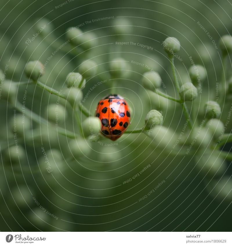 Center Point Life Harmonious Environment Nature Plant Animal Spring Blossom Leaf bud Elderflower Wild animal Beetle Wing Ladybird 1 Crawl Glittering Positive