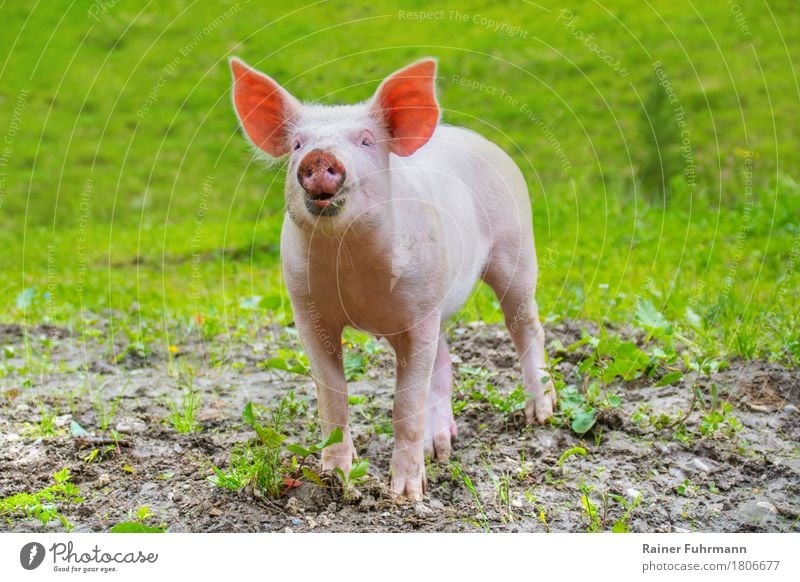 a young domestic pig on a green meadow Environment Animal Summer Meadow Pet Farm animal "Pig Young boar Domestic pig" 1 Happy Contentment