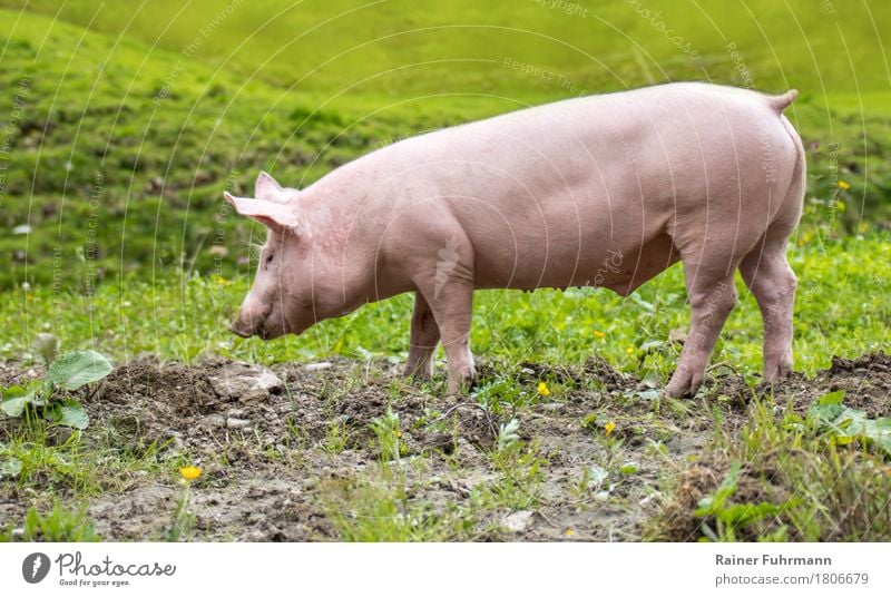 a young domestic pig on a meadow Nature Animal Meadow Pet Farm animal "Pig Pigs Piglet" 1 To feed Walking Happy Cute Environment Environmental protection