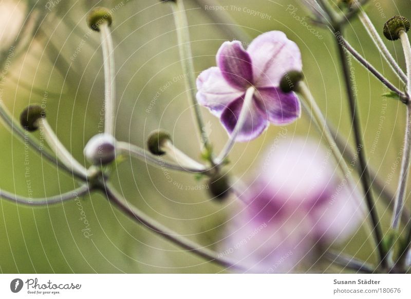 summer remains Colour photo Exterior shot Detail Copy Space left Contrast Plant Flower Bushes Blossom Foliage plant Park Meadow Sadness Friendliness Happiness