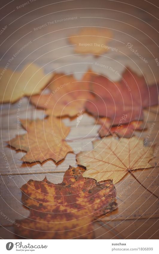 Autumn Leaf Multicoloured Red Floor covering Wood Nature Seasons age Transience Death Sadness