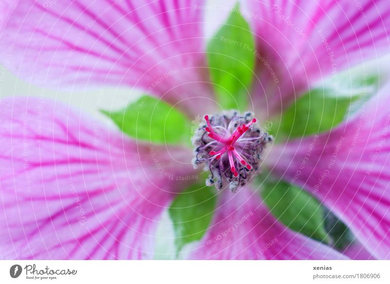 Macro shot of a Cape Mallow in pink Flower Blossom Cape Malva false mallow love tree Mallow plants Gray Green Pink Malva capensis Anisodontea capensis