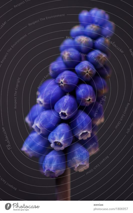 Macro-photograph of a blue grape hyacinth against a dark background Muscari Blossom Muscari latifolium miner country lad Garden Small Blue Gray Black White