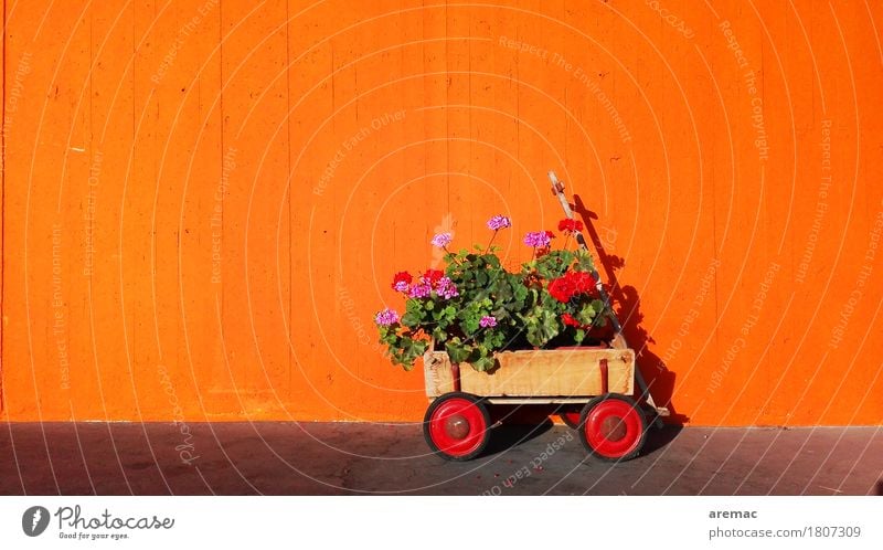 flower power Plant Spring Flower Pot plant Wall (barrier) Wall (building) Facade Trailer Trolley Orange Logistics Colour photo Multicoloured Exterior shot