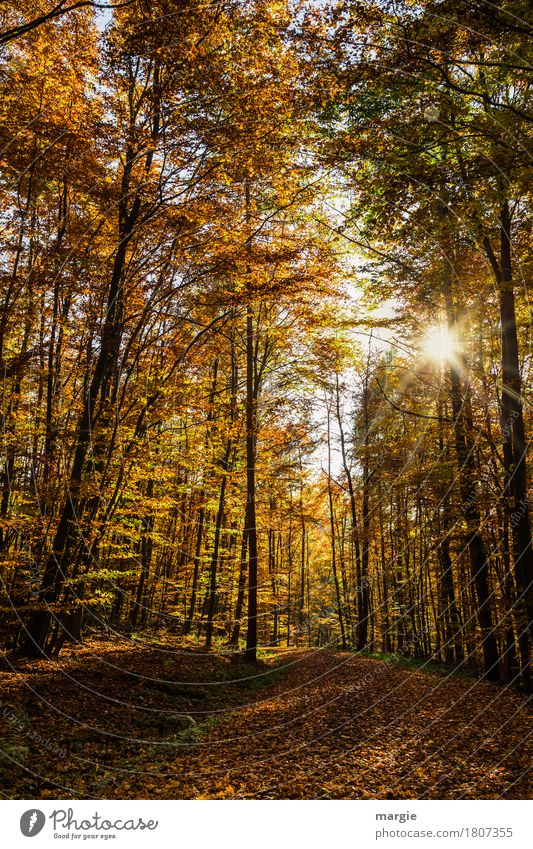 Path in autumn forest with sun Nature Beautiful weather Tree Leaf Forest Yellow Autumnal Autumn leaves Autumnal colours Autumnal weather Automn wood