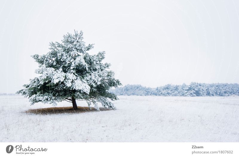 forgotten Winter Environment Nature Landscape Bad weather Ice Frost Tree Meadow Simple Cold Natural Gloomy White Loneliness Elegant Idyll Sustainability Calm