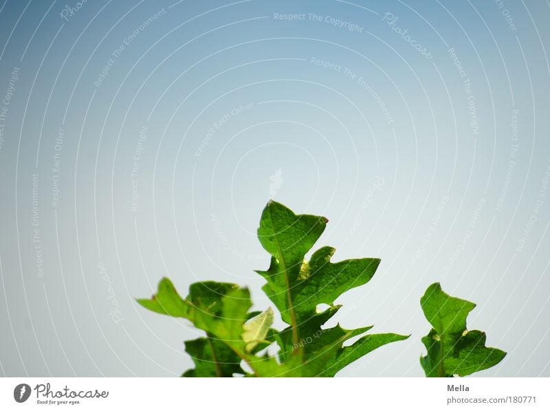 A question of perspective Colour photo Exterior shot Deserted Copy Space left Copy Space right Copy Space top Day Worm's-eye view Nature Plant Sky Summer Leaf