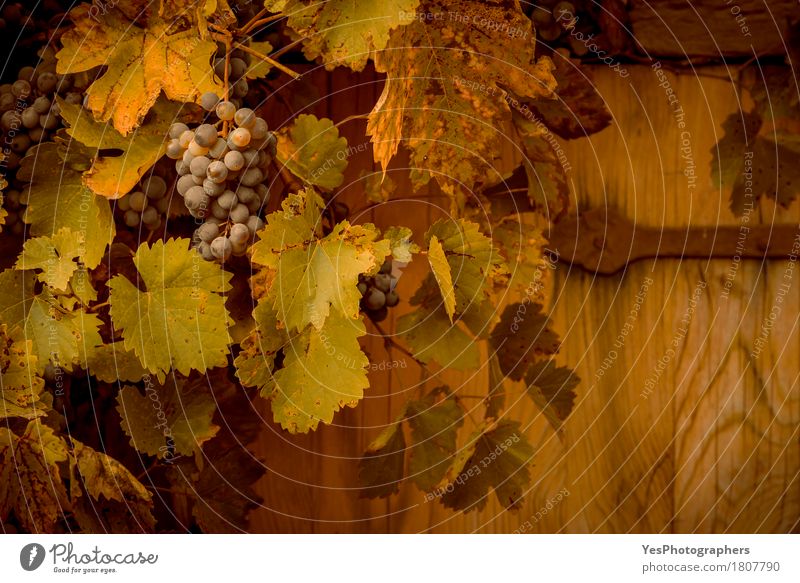 Red grapes in autumnal decor Food Fruit Organic produce Vegetarian diet Design Oktoberfest Thanksgiving Agriculture Forestry Landscape Autumn Leaf Wood Old