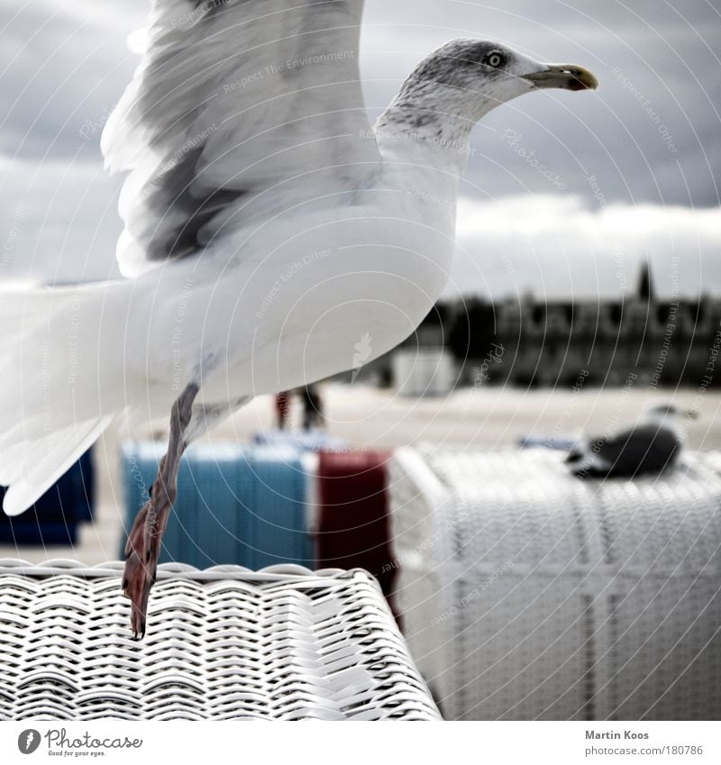 off-seasonal beach chair use Vacation & Travel Far-off places Nature Autumn Animal Bird Seagull 1 Looking Blue Red White Beach chair Cold Profile Colour photo