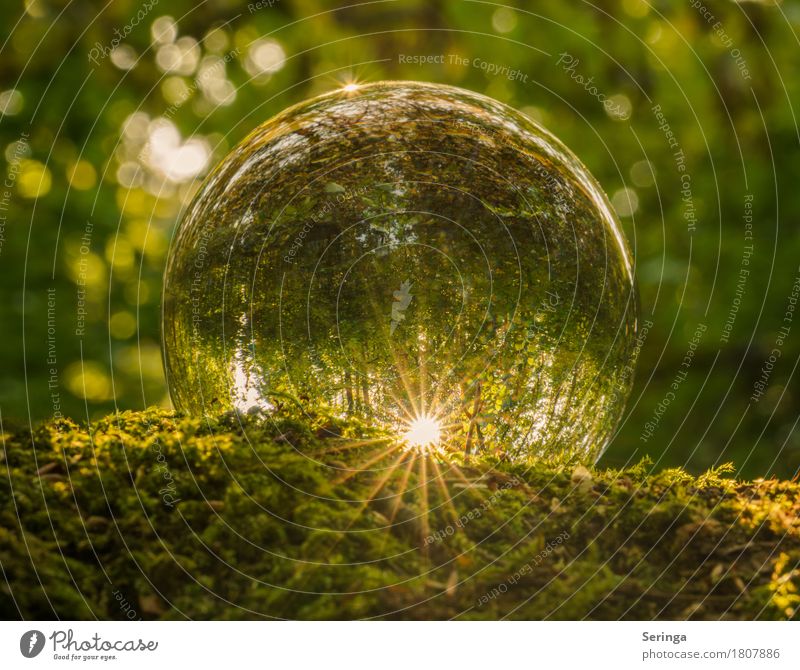 Magic Forest in the Sphere Nature Landscape Plant Animal Sun Spring Summer Autumn Tree Grass Moss Garden Park Meadow Glass Glittering Glass ball Green