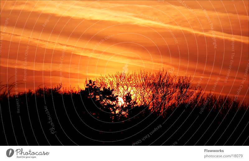 Red SKY Sunset Forest Back-light Winter Sky Dusk