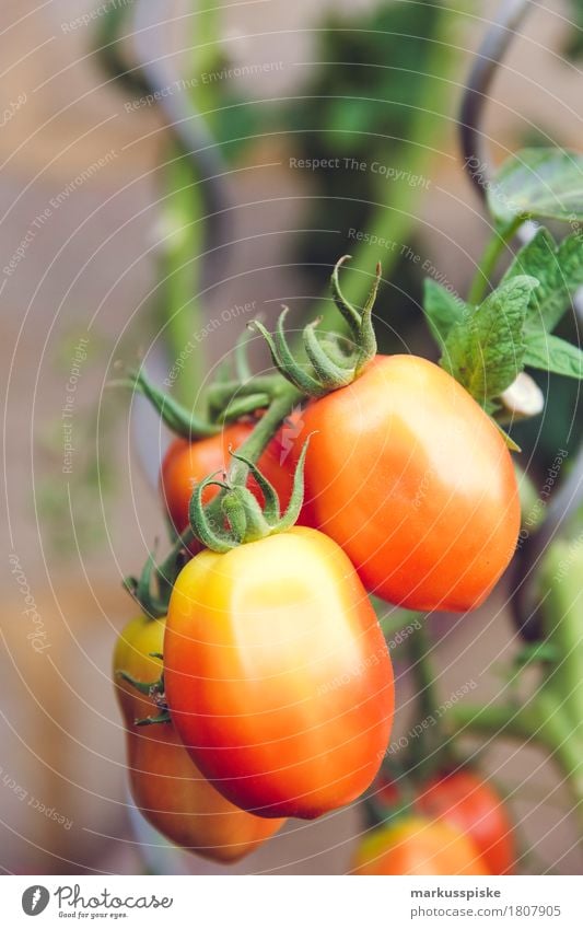 fresh organic tomatoes urban gardening Food Vegetable Tomato Tomato plantation tomato bush precocious Harvest Nutrition Eating Lunch Picnic Organic produce