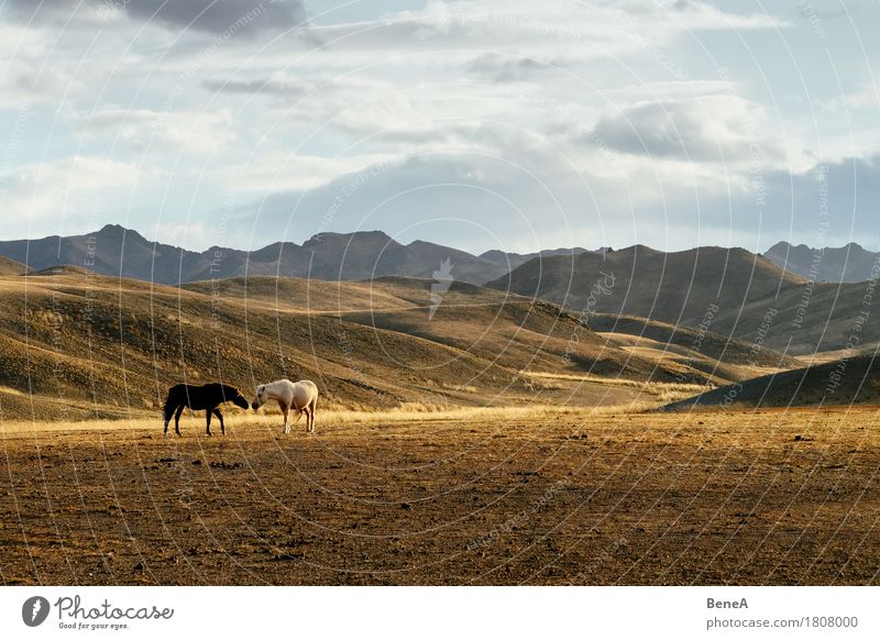 horse kiss Far-off places Freedom Expedition Environment Nature Landscape Sky Autumn Mountain Desert Gobi Steppe Mongolia Deserted Animal Pet Farm animal