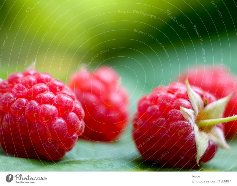 small raspberry Colour photo Multicoloured Exterior shot Close-up Detail Deserted Day Blur Food Fruit Nutrition Organic produce Vegetarian diet Summer Garden