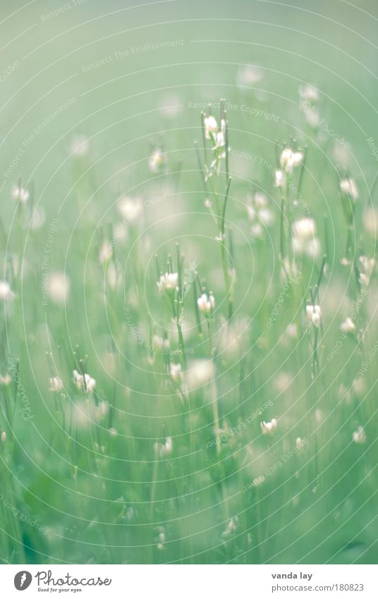 green Colour photo Exterior shot Deserted Copy Space left Copy Space right Copy Space top Copy Space bottom Copy Space middle Day Blur Shallow depth of field